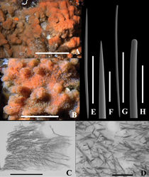 Figure 2. Dragmacidon kishinensis sp. n. A Holotype B–H Paratype A KML1111, in situ Steep I., BC, scale bar approx. 10 cm B KML1114, in situ Texada I., scale bar approx. 5 cm C KML1113, long. section, periphery to right, scale bar 3 mm D KML1113, cross section scale bar 500 µm E KML1113, oxea, scale bar 500 µm F KML1113, oxea tip, scale bar 100 µm G KML1113, style, scale bar 500 µm H KML1113, head of style, scale bar 100 µm.