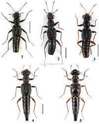 Figures 1–5. Habitus of Dianous. 1 Dianous cyaneovirens (Myanmar) 2 Dianous cyaneovirens (Nepal) 3 D. haraldi 4, 5 Dianous yao. Scales = 1 mm.