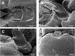 Figures 1. Zealeuctra arnoldi, scanning electron micrographs, USA, Texas, Uvalde Co., Cherry Creek, 3 April 2004. A male, cleft, dorsal view, 350× B male, epiproct, lateral view, 500× C male, epiproct, lateral view, 500× D female, posteromedial portion of seventh abdominal sternite, 200×.