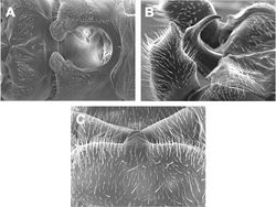 Figures 2. Zealeuctra cherokee, scanning election micrographs, USA, Oklahoma, Adair Co., 9 mi S Stillwell, Hwy 59, 20 February 1972. A male, cleft, dorsal view, 200× B male, abdominal terminalia, lateral view, 350× C female, posteromedial portion of seventh abdominal sternite, 350×.