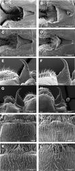 Figures 3. Zealeuctra claasseni, scanning electron micrographs, USA, Indiana, Franklin Co., Blue Creek, 20 March 2002 (A, E, I), Kentucky, Monroe Co., Little Sulphur Creek, 18 March 2001 (B, F, J), Missouri, Hog Creek, 17 March 2002 (C, G, K) Oklahoma, West Cache Creek, 5 February 2003 (D, H, L). A–D male, cleft, dorsal view, 350× E–H male, epiproct, lateral view, 350× or 500× I–L female, posteromedial portion of seventh abdominal sternite, 200× or 350×.