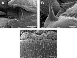 Figures 5. Zealeuctra hitei, scanning electron micrographs, USA, Texas, Kimble Co., Sycamore Creek, 14 December 1989. A male, cleft, dorsal view, 350× B male, epiproct, lateral view, 500× C female, posteromedial portion of seventh abdominal sternite, 350×.