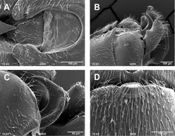 Figures 6. Zealeuctra narfi, scanning electron micrographs, USA, Missouri, Barry Co., East Fork Rock Creek, 16 March 2004. A male, cleft, dorsal view, 350×(B male, abdominal terminalia, lateral view, 200× C male, epiproct, lateral view, 500× D female, posteromedial portion of seventh abdominal sternite, 350×.