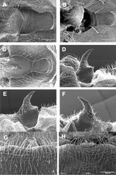 Figures 7. Zealeuctra talladega, scanning electron micrographs, USA, Alabama, Clay Co., tributary to Swept Creek, 24 January 2006 (A–B, D–E, G), USA, Alabama, Clay Co., tributary to West Fork Hatchet Creek, 25 January 2006 (C, F, H). A–C male, cleft, dorsal view, 350× D–F male, epiproct, lateral view, 500× G–H female, posteromedial portion of seventh abdominal sternite, 350×.