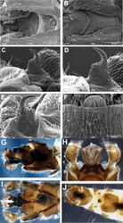 Figures 8. Zealeuctra ukayodi, sp. n., scanning electron micrographs, USA, Alabama, Jackson Co., Poplar Spring, 16 March 2008 (A–D, F–J), USA, Tennessee, Grundy Co., tributary to Elk River, 12 February 2007 (E). A–B male, cleft, dorsal view, 200× C–E male, epiproct, lateral view, 350× or 500× F female, posteromedial portion of seventh abdominal sternite, 350× G male terminalia, lateral H male terminalia, dorsal I male terminalia, ventral J female terminalia, ventral.