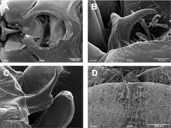 Figures 9. Zealeuctra wachita, scanning electron micrographs, USA, Oklahoma, LeFlore Co., tributary to Big Creek, 6 February 2003 (A, B, D), USA, Arkansas, Scott Co., Johnson Creek, 6 January 1999 (C). A male, cleft, dorsal view, 200× B–C male, epiproct, lateral view, 350× or 500× D female, posteromedial portion of seventh abdominal sternite, 350×.