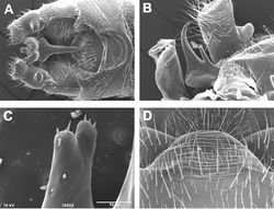 Figures 10. Zealeuctra warreni, scanning electron micrographs, USA, Arkansas, Polk Co., Rock Creek, 26 November 1983 (A), USA, Arkansas, Scott Co., Johnson Creek, 6 January 1999 (B–D). A male, cleft, dorsal view, 200× B male, epiproct, lateral view, 350× C male, tip of anterior accessory spine, anterior view, 3500× D female, posteromedial portion of seventh abdominal sternite, 350×.