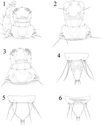 Figures 1–6. Acallurothrips spp. 1–3 Head & pronotum: 1 Acallurothrips hanatanii 2 Acallurothrips hagai 3 Acallurothrips casuarinae 4–6 Abdominal tergites IX–X: 4 Acallurothrips nonakai 5 Acallurothrips hagai 6 Acallurothrips casuarinae.