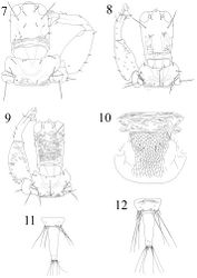 Figures 7–12. Ethirothrips spp. 7–9 Head, pronotum & foreleg: 7 Ethirothrips indicus 8 Ethirothrips obscurus 9 Ethirothrips vitreipennis Mesonotum & metanotum: 10 Ethirothrips brevis 11–12 Female abdominal tergites IX–X: 11 Ethirothrips indicus 12 Ethirothrips obscurus.