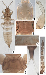 Figures 1−8. Karnyothrips cyathomorphus sp. n. 1 slide mounted apterous adult (dorsal view), female 2 pronotum, female 3 head, female 4 basantra and ferna, female 5 pelta, female 6 abdominal tergum IX and tube, male 7 fore leg, male 8 antenna, female.