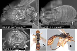 Figure 290. Heterospilus uno Marsh, sp. n., holotype.