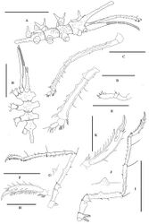 Figure 1. Austrodec us bamberi sp. n., TVG0201, male holotype: A trunk, lateral view B trunk, dorsal view C palp D terminal articles of palp, enlarged E oviger F leg 1 G cement gland tube of leg 1, enlarged H tarsus, propodus, and claws of leg 1, enlarged I leg 3 J cement gland tube of leg 3, enlarged K propodus, and claws of leg 3, enlarged. Scale bars (A, B, F, I = 1.0 mm; C = 0.5 mm; D, E, H, K = 0.25 mm).