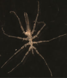 Figure 2. Austrodecus bamberi sp. n. male holotype. Photograph from dorsal view.