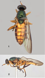Figures 1–2. Holotype female of Paraberismyia chiapas Woodley. 1 Dorsal view 2 Left lateral view.