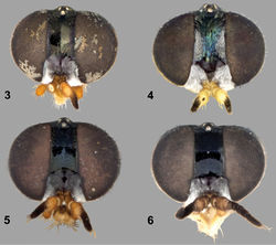 Figures 3–6. Frontal view of female heads of Paraberismyia species. 3 Paraberismyia chiapas Woodley (holotype)4 Paraberismyia mathisi Woodley (paratype)5 Paraberismyia triunfo Woodley (paratype) 6 Paraberismyia tzontehuitza Woodley (paratype).