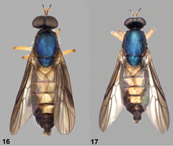 Figures 16–17. Dorsal views of Paraberismyia triunfo Woodley. 16 Male (paratype) 17 Female (paratype).