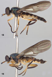 Figures 18–19. Left lateral views of Paraberismyia triunfo Woodley. 18 Male (paratype) 19 Female (paratype).
