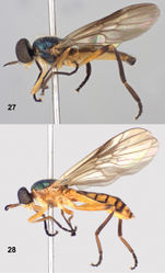 Figures 27–28. Left lateral views of Paraberismyia tzontehuitza Woodley. 27 Male (holotype) 28 Female (paratype).