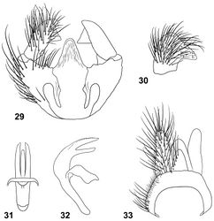 Figures 29–33. Male terminalia of Paraberismyia tzontehuitza Woodley. 29 Genital capsule, dorsal view 30 Gonostylus, lateral view 31 Phallic complex, dorsal view 32 Phallic complex, left lateral view 33 Epandrium and postgenital segments.