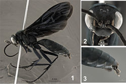 Figures 1–3. Male holotype of Abernessia capixaba sp. n. 1 Lateral habitus 2 Head, frontal view 3 Apex of metasoma in lateral view.