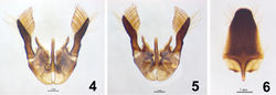 Figures 4–6. Male genitalia, paratype of Abernessia capixaba sp. n. 4 Dorsal view 5 Ventral view 6 Genital plate.