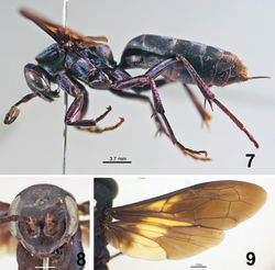 Figures 7–9. Female holotype of Abernessia giga sp. n. 7 Lateral habitus 8 Face, frontal view 9 Fore and hind wings.