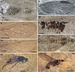 Figures 7–14. 7–8 Parasialidae: 7 Parasialis rozhkovi, holotype male 8 Parasialis latipennis, holotype forewing (arrowheads, nygmata) 9–10 Nanosialidae: 9 Nanosialis ponomarenkoi gen. et sp. n., holotype forewing PIN 3840/2603A (SEM, SE; mirror image) 10 Nanosialis ?ponomarenkoi, body with superimposed wings PIN 3840/2604A (counterpart; arrowhead, incision of 1st abdominal tergite) 11–12 Xyelidae: 11 Asioxyela paurura (Archexyelinae) forewing PIN 2785/2491 12 female Xyelinae indet., PIN 2452/582 13–14 Mesoraphidiidae: 13 female gen. indet., PIN 2997/2662, halves of ovipositor separated 14 female Nanoraphidiini indet., PIN 2784/1127. Permian of Russia (7–10), Triassic of Madygen, Kyrgyzstan (11), Jurassic of Karatau, Kazakhstan (12–14). Scale bars, 2 mm (7, 8, 11–14), 500 µm (9, 10).