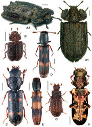 Figure 3. A Calitys scabra B Larinotus umblicatus C Acalanthis quadrisignata D Calanthosoma flavomaculata E Calanthosoma (syn. Marnia) sipolisi F Egolia variegata G Necrobiopsis tasmanicus.