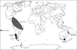 Map 3. A distribution of the tribe Egoliini.