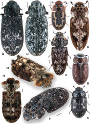 Figure 4. A Anacypta sp., Vietnam B Anacypta punctata C Anacypta sp., Laos D Gymnocheilis subfasciata E Gymnocheilis sp., Ghana F Gymnocheilis varia G Kolibacia regularis H Kolibacia squamulata.