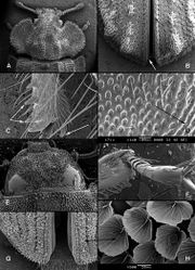 Figure 13. A–B Calitys scabra (A head and pronotum B elytral apex with interlocking mechanism) C–D Acalanthis quadrisignata (C apex of protibia with hooked spur and lateral spines D sculpture of frons with punctures conjoined into wrinkles) E–H Gymnocheilis sp., Cameroon (E head F protibia G elytral apex H detail of scales).