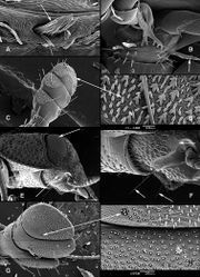 Figure 14. A–F Anacypta sp., Assam (A ctenidium B labium with ciliate setae C antennal club with sensorial fields D detail of sensillae E head laterally with divided eye F detail of sensorial setae and ventral eye) G–H Gymnocheilis sp., Cameroon (G antennal club H detail of sensillae).