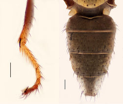 Figures 11–12. 11 Hydrochasma williamsae sp. n. (USA. New Mexico. Grant: Mimbres River) hindtibia and hindtarsus, posterior view 12 Hydrochasma digitatum sp. n. (Peru. Madre de Dios: Río Manu, Erika), abdomen of male, dorsal view. Scale bar = 0.1 mm.