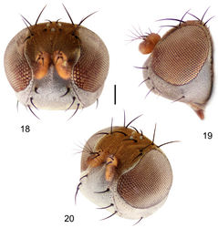 Figures 18–20. Hydrochasma faciale (Williston) (St. Vincent. St. Patrick: Cumberland Bay) 18 head, anterior view 19 same, lateral view 20 same, oblique view. Scale bar = 0.1 mm.