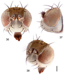 Figures 36–38. Hydrochasma sinuatum sp. n. (Honduras. Cortés: Omoa) 36 head, anterior view 37 same, lateral view 38 same, oblique view. Scale bar = 0.1 mm.