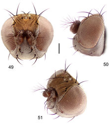 Figures 49–51. Hydrochasma viridum sp. n. (Guyana. Moco-Moco, Lethem) 49 head, anterior view 50 same, lateral view 51 same, oblique view. Scale bar = 0.1 mm.