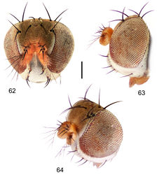 Figures 62–64. Hydrochasma denticum sp. n. (Ecuador. Orellana: Río Tiputini) 62 head, anterior view 63 same, lateral view 64 same, oblique view. Scale bar = 0.1 mm.