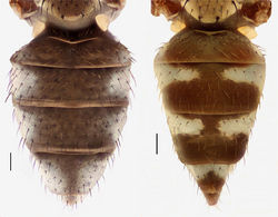 Figures 70–71. Abdomens of females, dorsal view. 70 Hydrochasma spinosum sp. n. (Costa Rica. Puntarenas: Dominical) 71 Hydrochasma denticum sp. n. (Ecuador. Orellana: Río Tiputini). Scale bar = 0.1 mm.