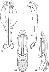 Figures 91–94. Hydrochasma incisum (Coquillett) (Peru. Cuzco: Paucartambo, Atalaya) 91 epandrium and cerci, posterior view 92 same, lateral view 93 internal structures of male terminalia (aedeagus [shaded], phallapodeme, gonite, hypandrium), ventral view 94 same, lateral view. Scale bar = 0.1 mm.