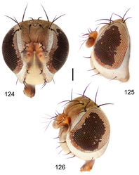 Figures 124–126. Hydrochasma urnulum sp. n. (Dominican Republic. LaVega: Jarabacoa) 124 head, anterior view 125 same, lateral view 126 same, oblique view. Scale bar = 0.1 mm.