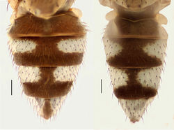 Figures 142–143. Abdomens of males, dorsal view. 142 Hydrochasma dolabrutum sp. n. (Jamaica. Clarendon: Barnswell Beach) 143 Hydrochasma urnulum sp. n. (Dominican Republic. LaVega: Jarabacoa). Scale bar = 0.1 mm.