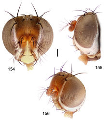 Figures 154–156. Hydrochasma capsum sp. n. (Puerto Rico. Maricao) 154 head, anterior view 155 same, lateral view 156 same, oblique view. Scale bar = 0.1 mm.