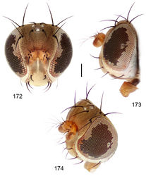 Figures 172–174. Hydrochasma leucoproctum (Loew) (St. Vincent. St. Patrick: Cumberland Bay) 172 head, anterior view 173 same, lateral view 174 same, oblique view. Scale bar = 0.1 mm.