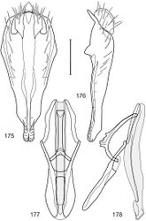 Figures 175–178. Hydrochasma leucoproctum (Loew) (St. Vincent. St. Patrick: Cumberland Bay) 175 epandrium and cerci, posterior view 176 same, lateral view 177 internal structures of male terminalia (aedeagus [shaded], phallapodeme, gonite, hypandrium), ventral view 178 same, lateral view. Scale bar = 0.1 mm.