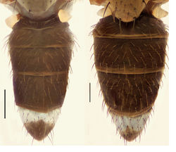 Figures 184–185. Abdomens of males, dorsal view. 184 Hydrochasma capsum sp. n. (Cuba. Sancti Spiritus: Topes de Collantes) 185 Hydrochasma leucoproctum (Loew) (St. Vincent: Cumberland Bay). Scale bar = 0.1 mm.