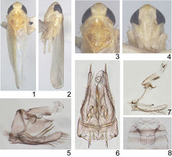 Figures 1–8. Lumicella rotundata sp. n. 1 male adult (abdomen removed), dorsal view 2 same, left lateral view 3 head and thorax, dorsal view 4 face 5 male genitalia, left lateral view 6 same, dorsal view 7 anal tube and anal styli, aedeagus, connective, paramere and subgenital plate, left lateral view 8 abdominal apodemes.
