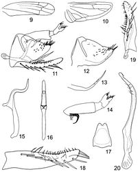 Figures 9–20. Lumicella rotundata sp. n. 9 forewing 10 hindwing 11 male genitalia, left lateral view 12, pygofer side and ventral pygofer appendage, left lateral view 13 ventral pygofer appendage, left lateral view 14 anal tube and anal styli, left lateral view 15 aedeagus, left lateral view 16 same, dorsal view 17 connective 18 subgenital plate 19 subgenital plate and paramere, dorsal view 20 paramere.