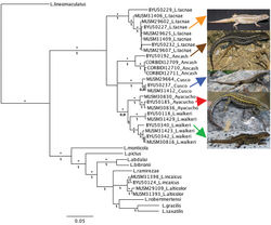 Figure 1. Concatenated maximum likelihood (-Log L = 8452.31415) tree based on cyt-b and 12S haplotypes of focal taxa (Ancash, Ayacucho Cusco) and species assigned to the alticolor group and outgroups. Bootstrap ≥ 70 (*) and posterior probabilities values are shown above and below branches respectively.