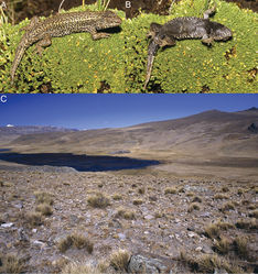 Figure 8. Dorsal (A) and ventral (B) views of the holotype of Liolaemus chavin sp. n. (C) Type locality.