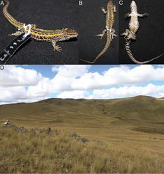 Figure 10. Lateral (A) dorsal (B) and ventral (C) views of the holotype of Liolaemus wari sp. n. (D) Type locality.